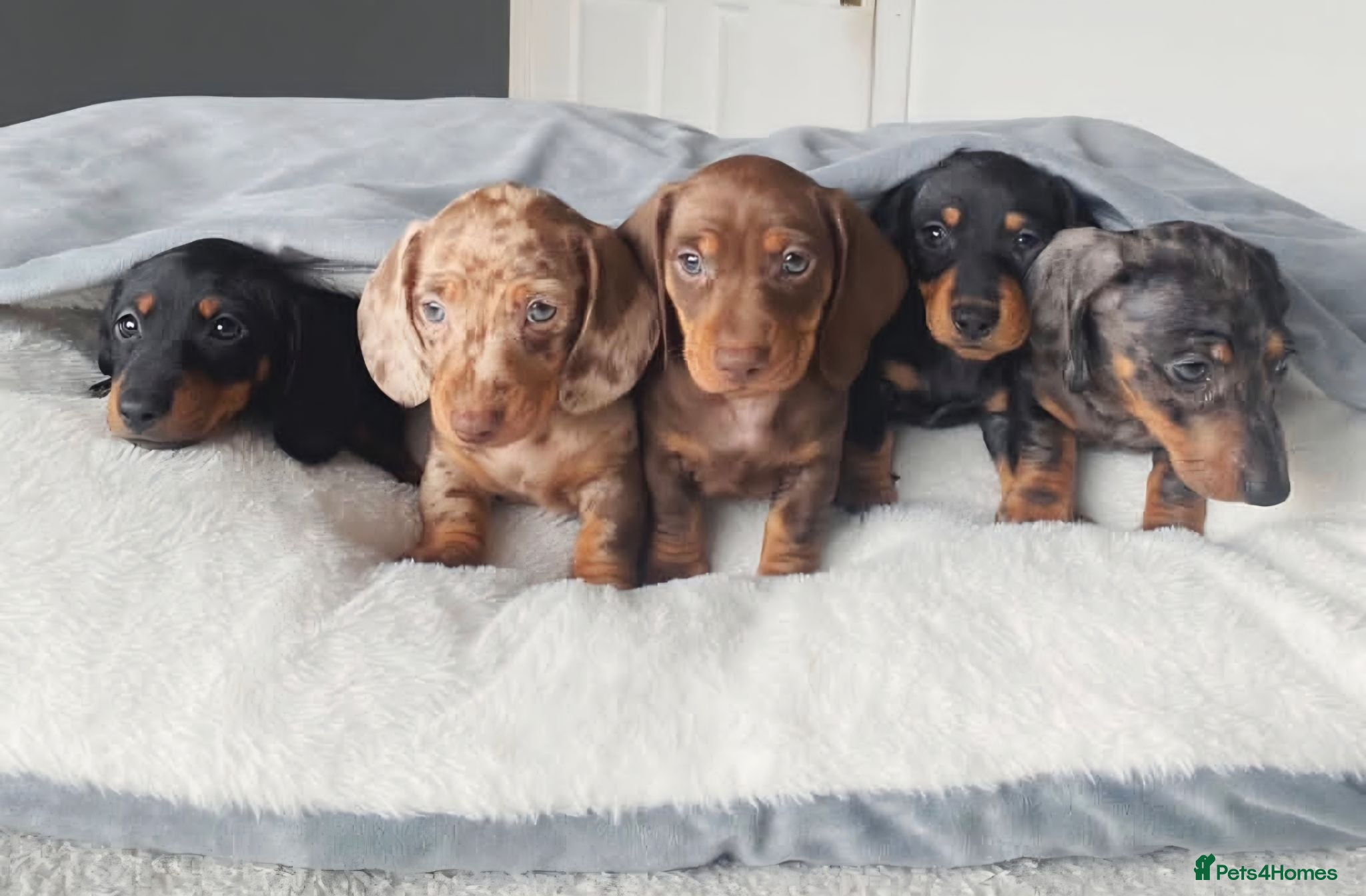 Miniature Dachshund dogs 5 Beautiful PURE Miniature Dachshund puppies - Advert 15