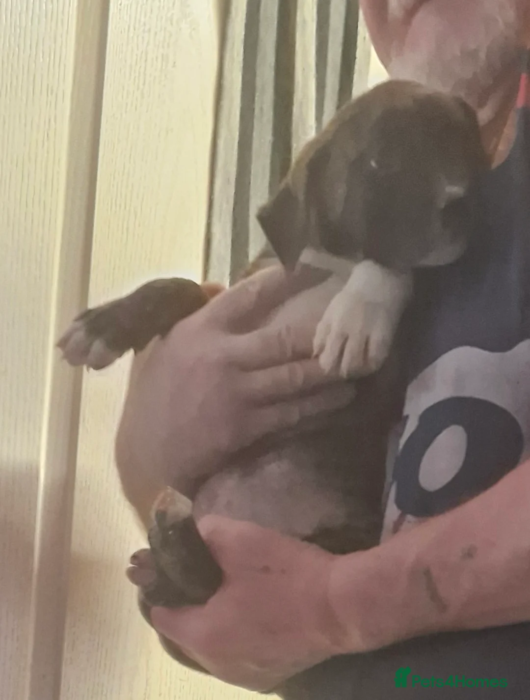 Mixed Breed dogs for sale: Lovely pressa -dog de bordeaux pups - Advert 3