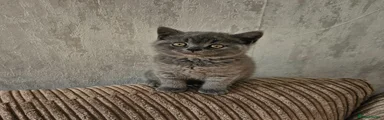 British Shorthair 2