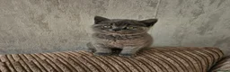 British Shorthair cats for sale: Adorable Purebred British Shorthair Kittens in Oldbury - Advert 12