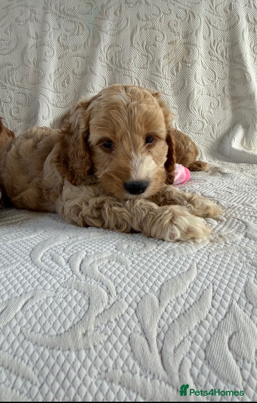 Cockapoo dogs Toy cockapoo - Advert 16