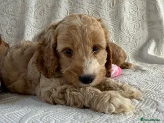 Cockapoo dogs Toy cockapoo - Advert 5