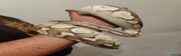 Python Snake reptiles for sale: 5 for £50 -adult docile Corn Snake & Ball Pythons - Advert 13