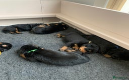 Rottweiler dogs for sale: AMAZING PEDIGREE REGISTERED ROTTWEILER PUPPIES - Image 3