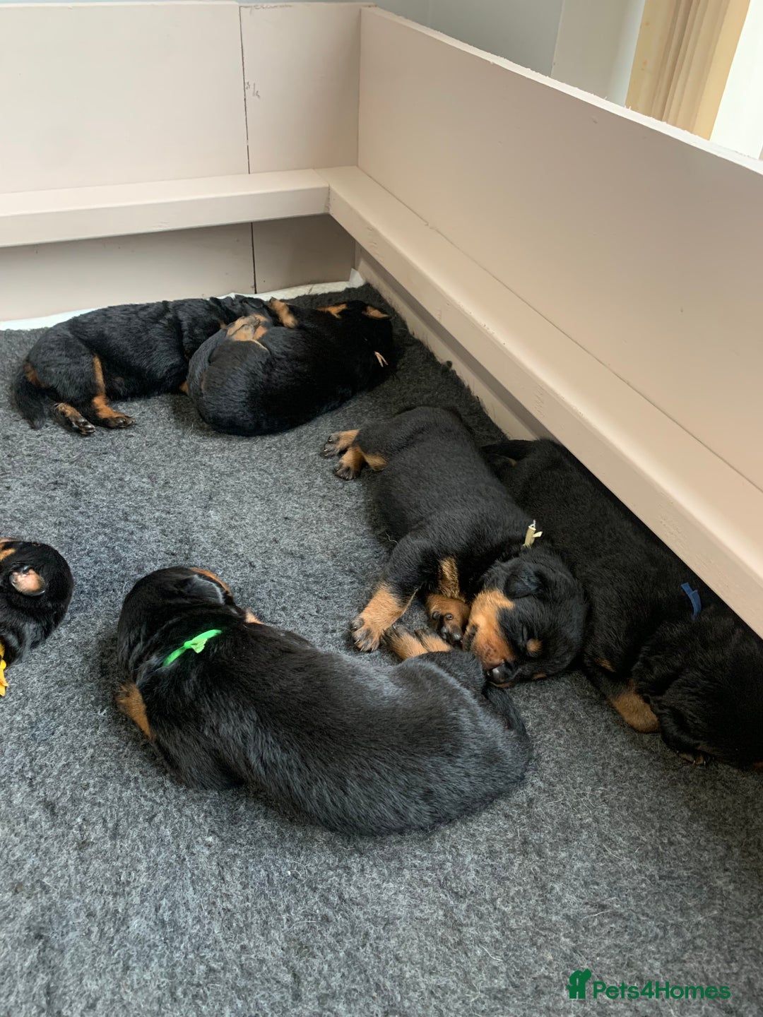 Rottweiler dogs for sale: AMAZING PEDIGREE REGISTERED ROTTWEILER PUPPIES - Image 3