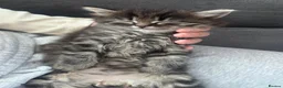 Persian cats for sale: 3 beautiful persian kittens - Advert 2