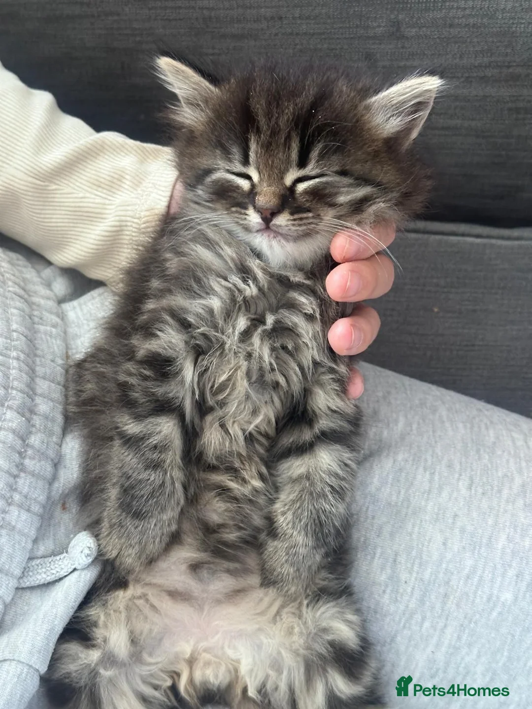 Persian cats for sale: 3 beautiful persian kittens - Advert 2