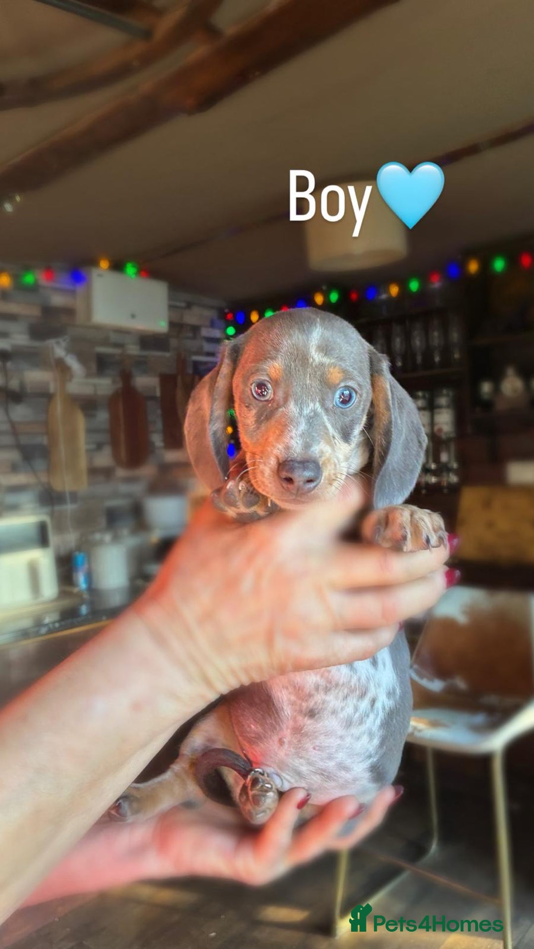 Dachshund dogs for sale: miniature datchund puppies - Advert 7