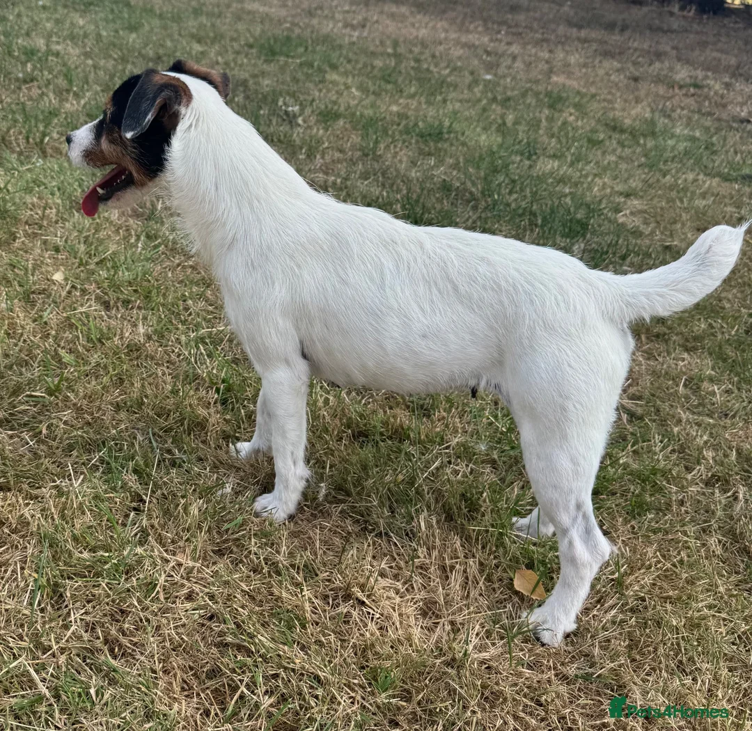 Jack Russell dogs for sale: Young female JRT for sale - Advert 2