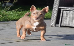 Jack Russell dogs for stud: Top quality small  lilac jack Russell FOR STUD  - Image 2