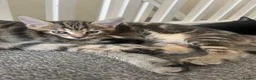 Mixed Breed cats for sale: 3 kittens ready by 22nd June  in Swindon - Advert 9