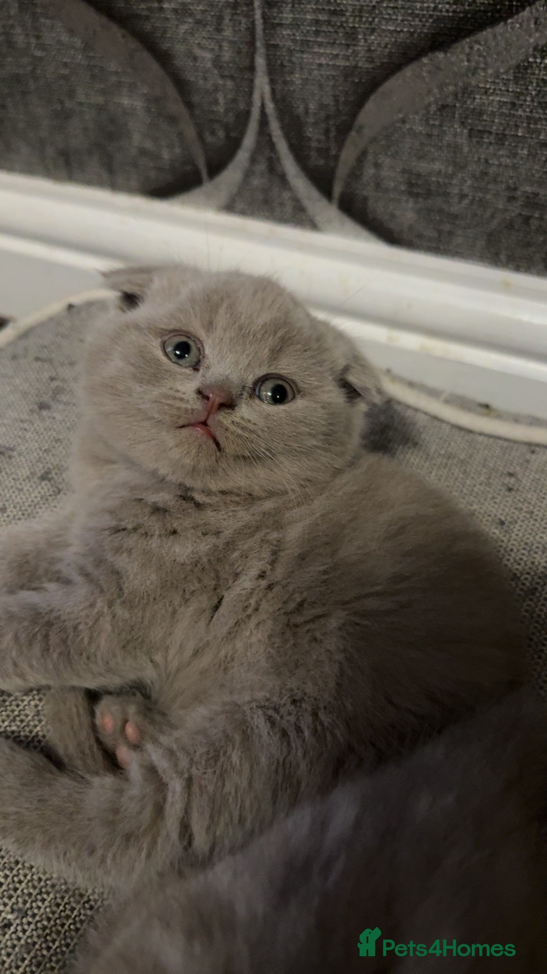 British Shorthair cats British short hairs - Advert 16