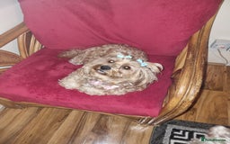 Bichon Frise dogs for sale: 2 Bichon puppies for sale  - Image 18