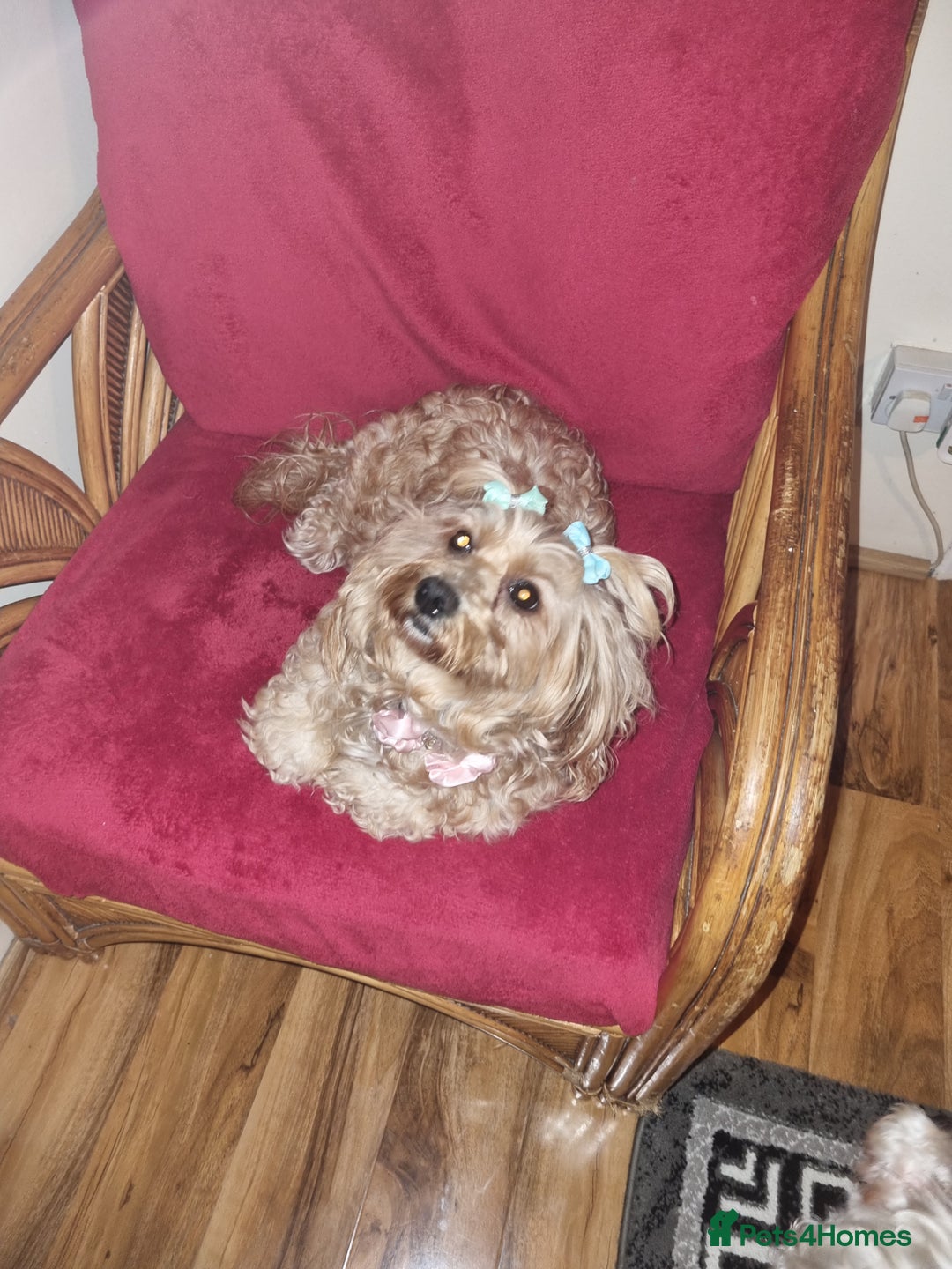 Bichon Frise dogs for sale: 2 Bichon puppies for sale  - Image 18