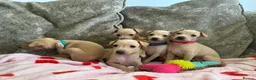 Italian Greyhound dogs for sale: 🏡 Italian greyhound puppies ready soon 🏡 - Advert 22