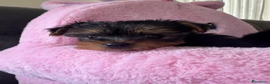 Yorkshire Terrier 3