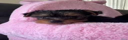 Yorkshire Terrier dogs for sale: Toy Yorkshire terrier puppies  - Advert 10