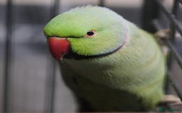 Ringnecks birds for sale: Ring neck Bonded pair  - Image 2