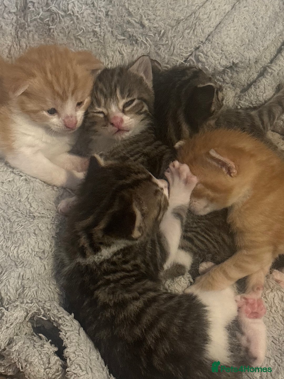 Mixed Breed cats for sale: Three boys two female kittens. Beautiful colours - Advert 6