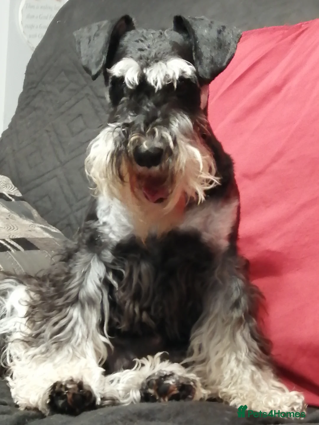 Miniature Schnauzer dogs for stud: Miniature Schnauzer Stud Black and Silver - Advert 7