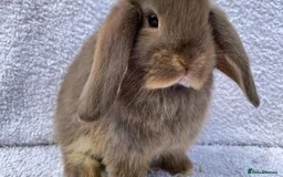 Mini Lop rabbits for sale: Stunning babies various ages vaccinated  - Advert 15