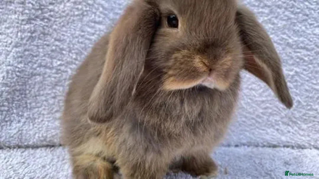 Mini Lop rabbits for sale: Stunning babies various ages vaccinated  - Advert 15