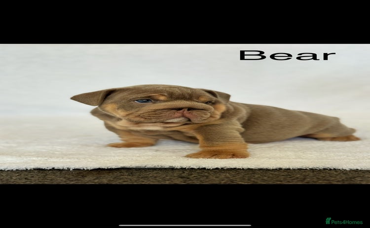 English Bulldog dogs - Advert 2