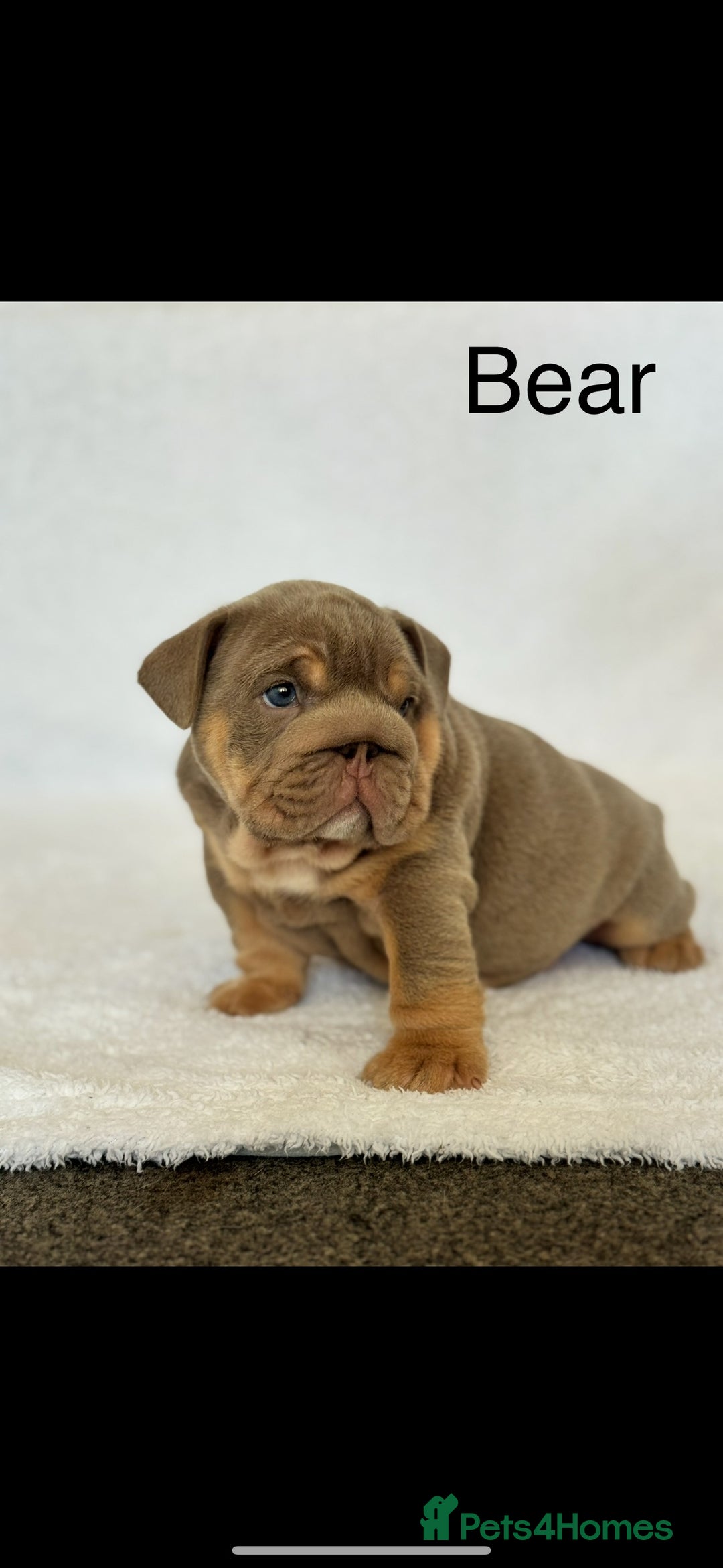 English Bulldog dogs for sale: KC registered English bulldog puppies - Image 1