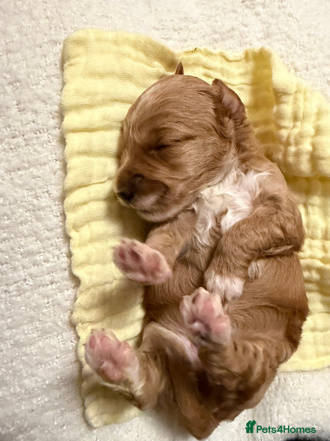 Labradoodle dogs for sale: Labradoodle  - Advert 11