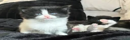 Siberian cats for sale: 4 beautiful fluffy Siberian mixes  in Sale - Advert 10