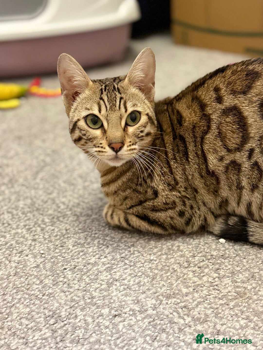 Bengal cats for sale: Beautiful bengal kitten - Image 3