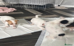 Jack Russell dogs for sale: 3 traditional Jack Russell boys  - Image 7