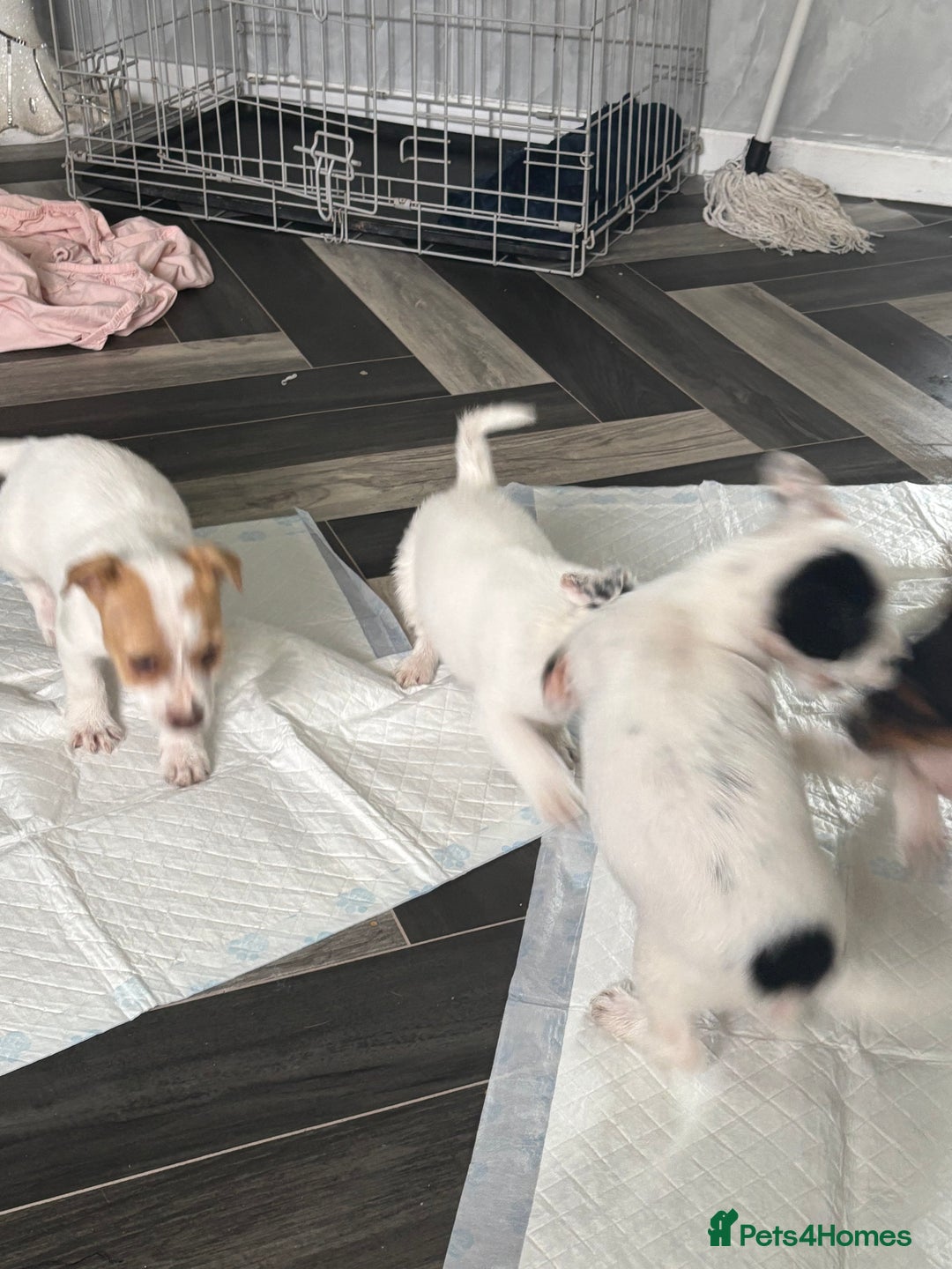 Jack Russell dogs for sale: 3 traditional Jack Russell boys  - Image 7