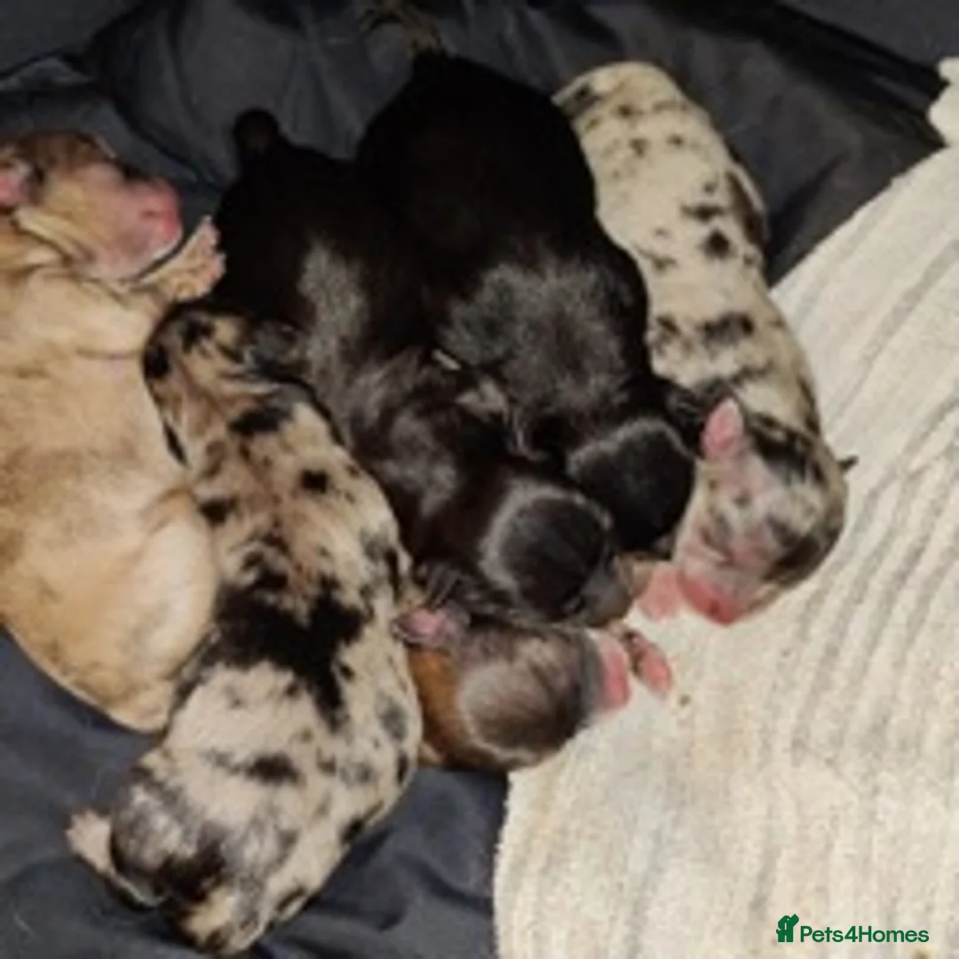 Pomeranian dogs for stud: Chocolate Merle Stud Health Tested in Dartford - Advert 17