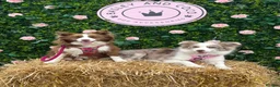 Border Collie dogs for sale: KC Registered, Health tested, Fully Vaccinated  - Advert 5