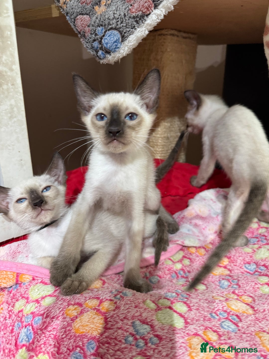Siamese cats for sale: 1 cute Siamese girl available now-fully vaccinated - Image 6
