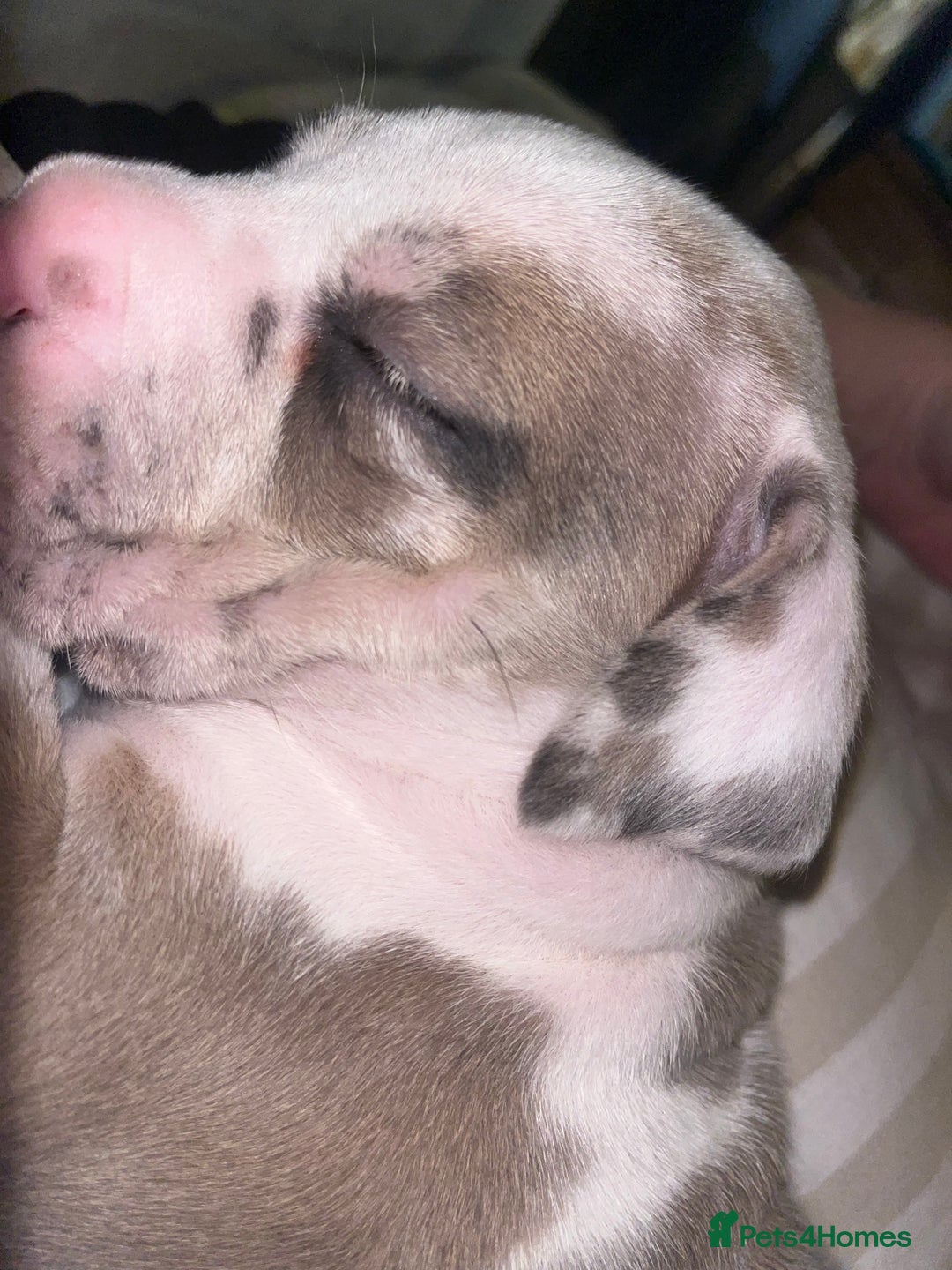 Mixed Breed dogs for sale: Beautiful sable (or blue) harlequin puppy  - Advert 10