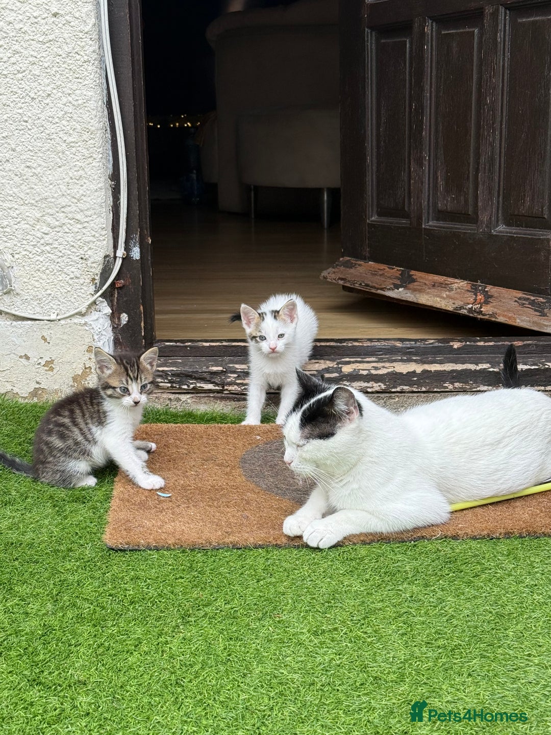 Mixed Breed cats for sale: FREE KITTENS ready 4home💖2 kittens open to offers - Image 1
