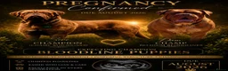 Dogue De Bordeaux dogs for sale: STUNNING litter of Dogue de Bordeuax coming soon - Advert 2