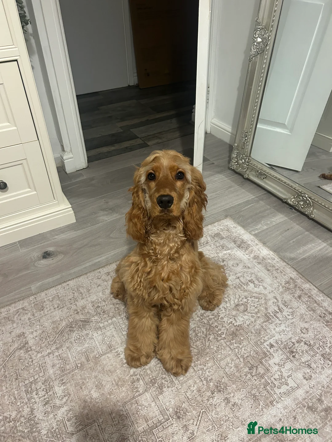 Cocker Spaniel dogs for sale: 🩷 6 Month Show Type Cocker Spaniel 🩷 - Advert 4