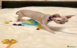 Sphynx cats for sale: Adorable Sphynx Kitten for sale  - Image 5