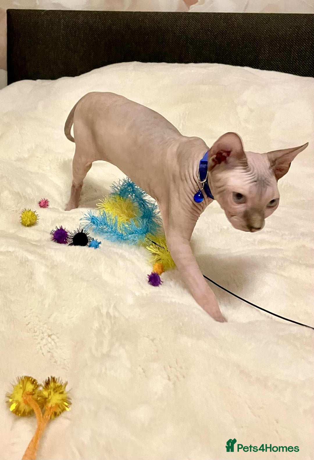 Sphynx cats for sale: Adorable Sphynx Kitten for sale  - Image 5