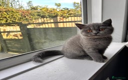 British Shorthair cats for sale: GCCF REG. ACTIVE BSH KITTENS SHOW LINES - Image 25