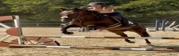 English Thoroughbred horses for sale: Super safe teenagers dream  - Advert 9