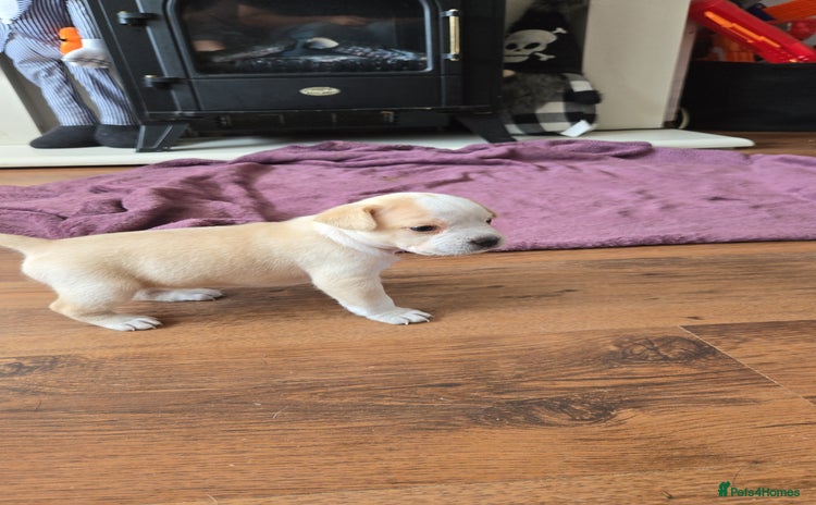 Mixed Breed dogs - Advert 1