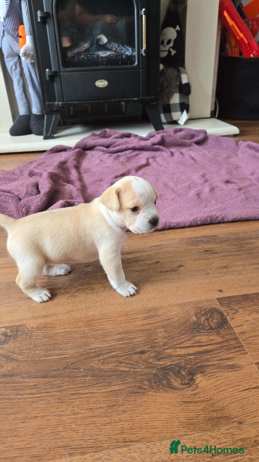 Mixed Breed dogs for sale: Frenchie/collie puppies - Image 1