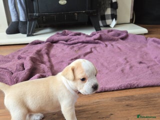 Mixed Breed dogs - Advert 34