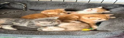 Mixed Breed cats for sale: Beautiful kittens  - Advert 10