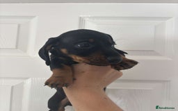 Miniature Dachshund dogs for sale: 3 male miniature dachshunds Black and Tan  - Image 8