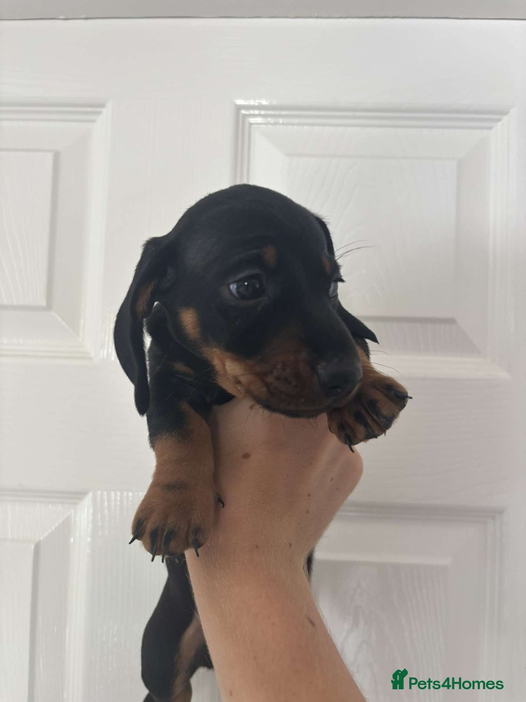 Miniature Dachshund dogs for sale: 3 male miniature dachshunds Black and Tan  - Image 8